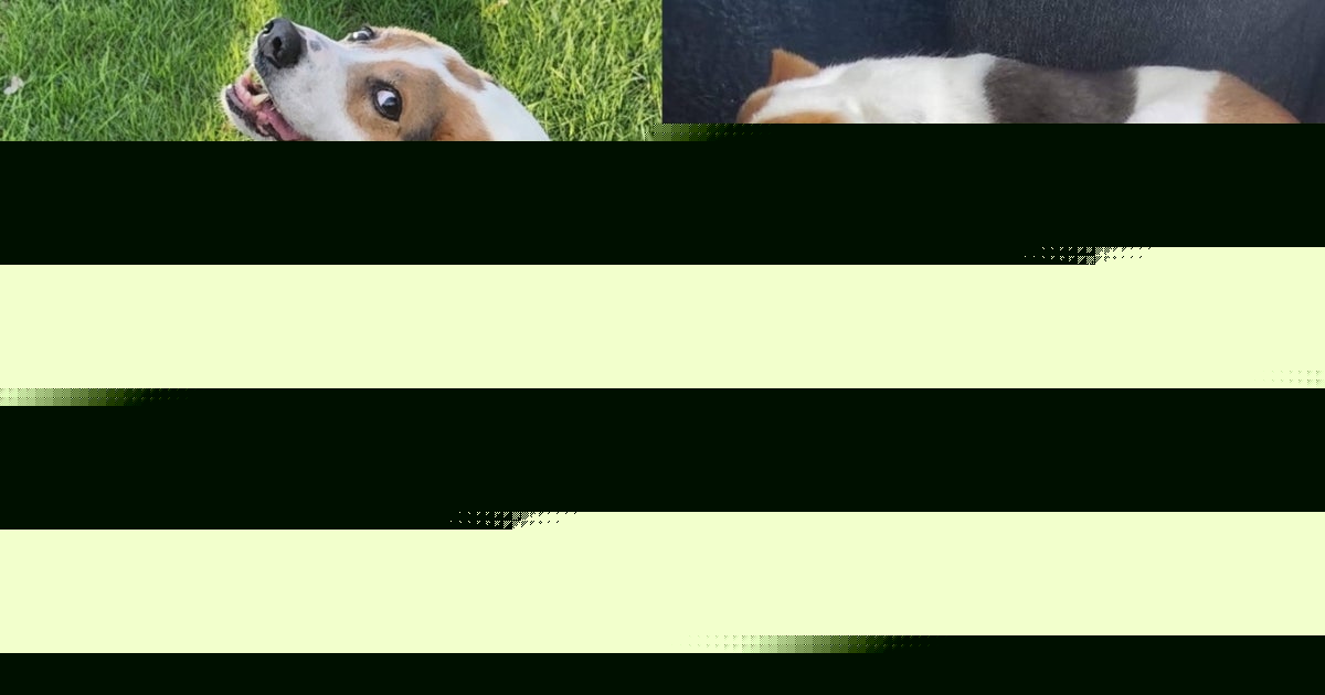 Move over Jimothy: Dog with same short spine syndrome as raccoon melts hearts on internet