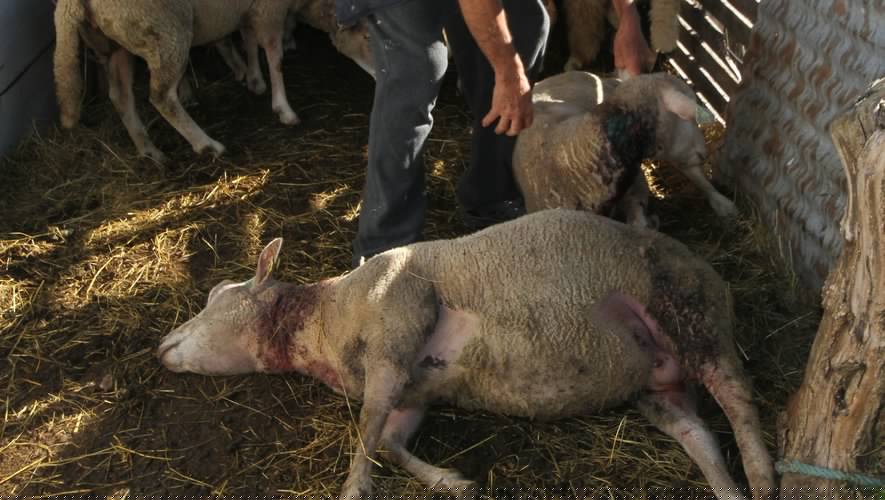 Un agriculteur choqué après l’attaque de son troupeau, plusieurs brebis et moutons tués
