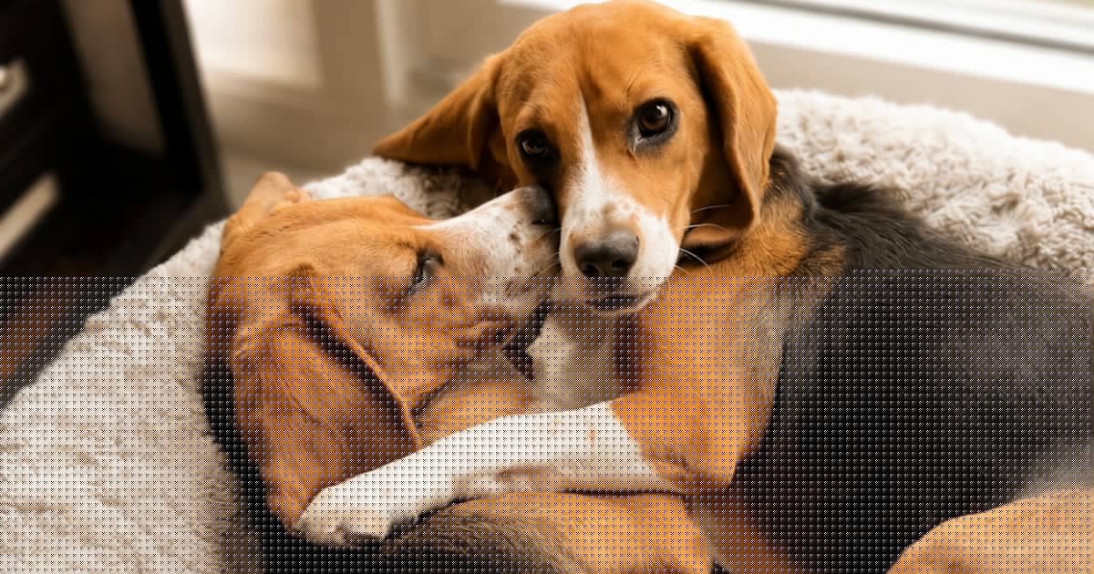 These gene-edited beagles could provide hope for dog-loving allergy sufferers