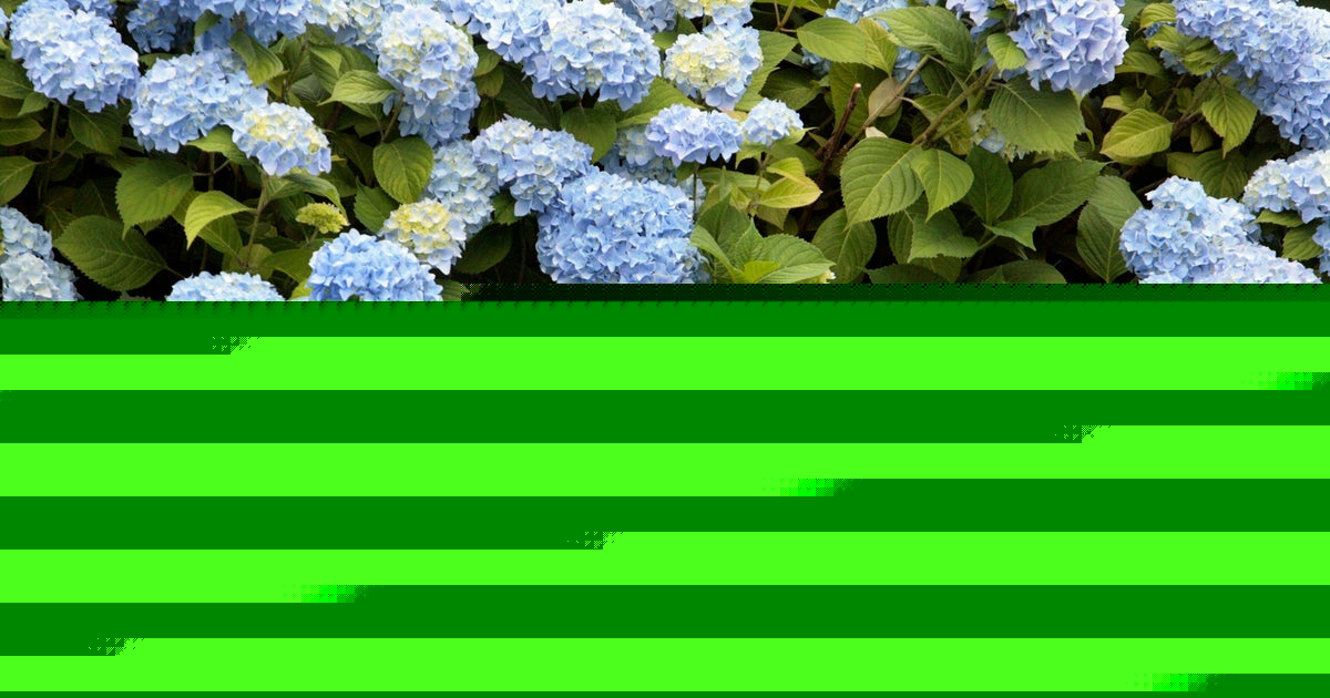 14 Of The Best (And Worst) Plants In A Heatwave