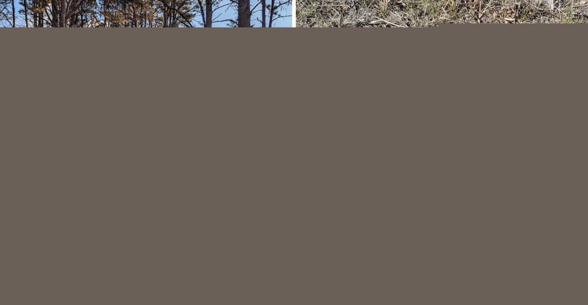 8 Nebraska Locations Where You May Encounter Rattlesnakes