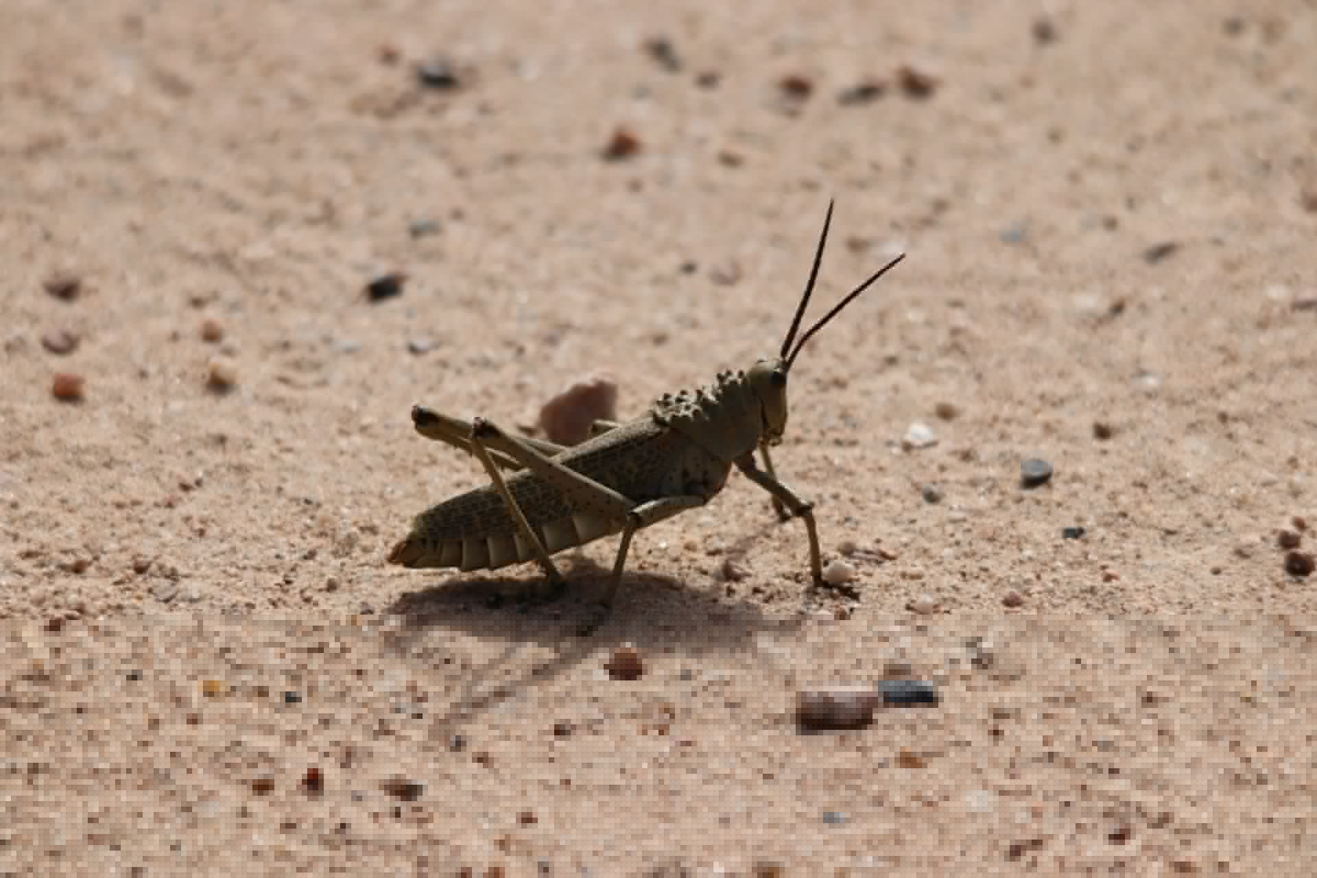 Horn of Africa nations boost locust surveillance to protect food security