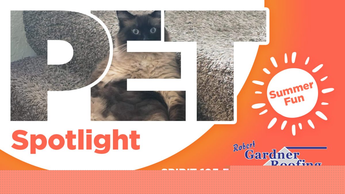 Summer Pet Spotlight Winner: Jerry the Cat