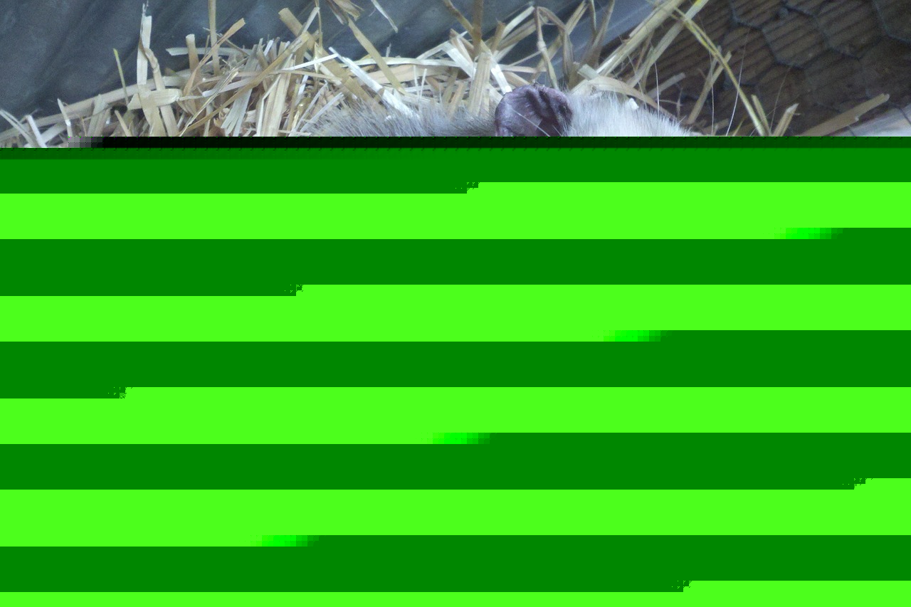 Comment on Demand Justice for Opossum Set on Fire for Video by Tammy