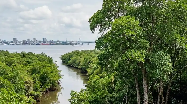 Le Cameroun possède la plus grande mangrove d’Afrique