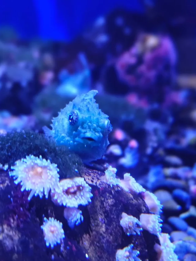 Birch Aquarium at Scripps (La Jolla) | See Review & Attractions