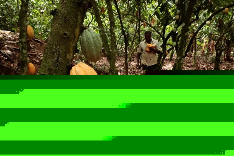 More sun needed in Ivory Coast cocoa regions to boost main crop, farmers say