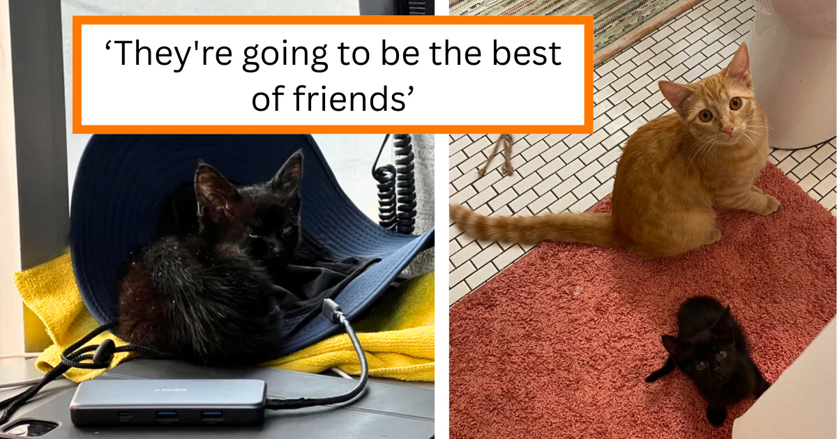 Just a few months after saving a scared cat in a Home Depot parking lot, wholesome employee finds a tiny kitten at work to complete their fluffy feline family