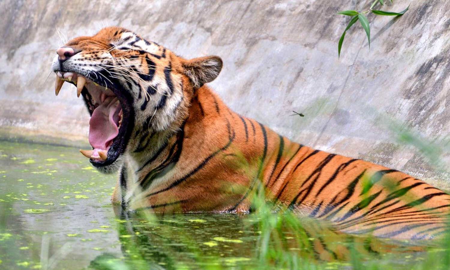 Youth detained over fake tiger video