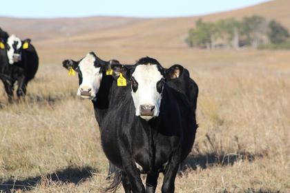 Depreciation and opportunity interest are large cow-calf costs with today’s market prices