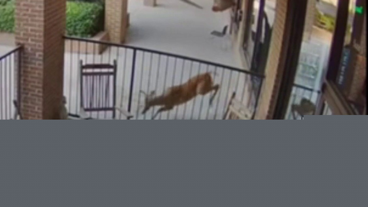 Two deer cause thousands in damages at Peachtree City businesses