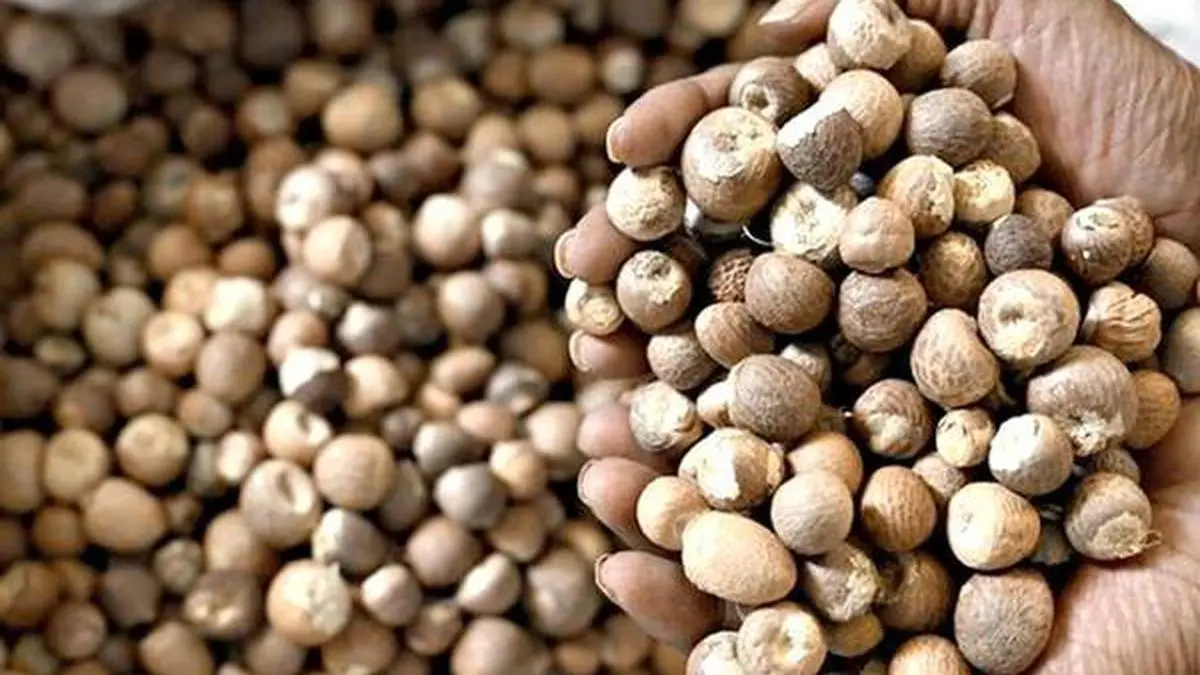 Karnataka’s ban on gutkha, paan masala should not impact arecanut growers, trade: Campco