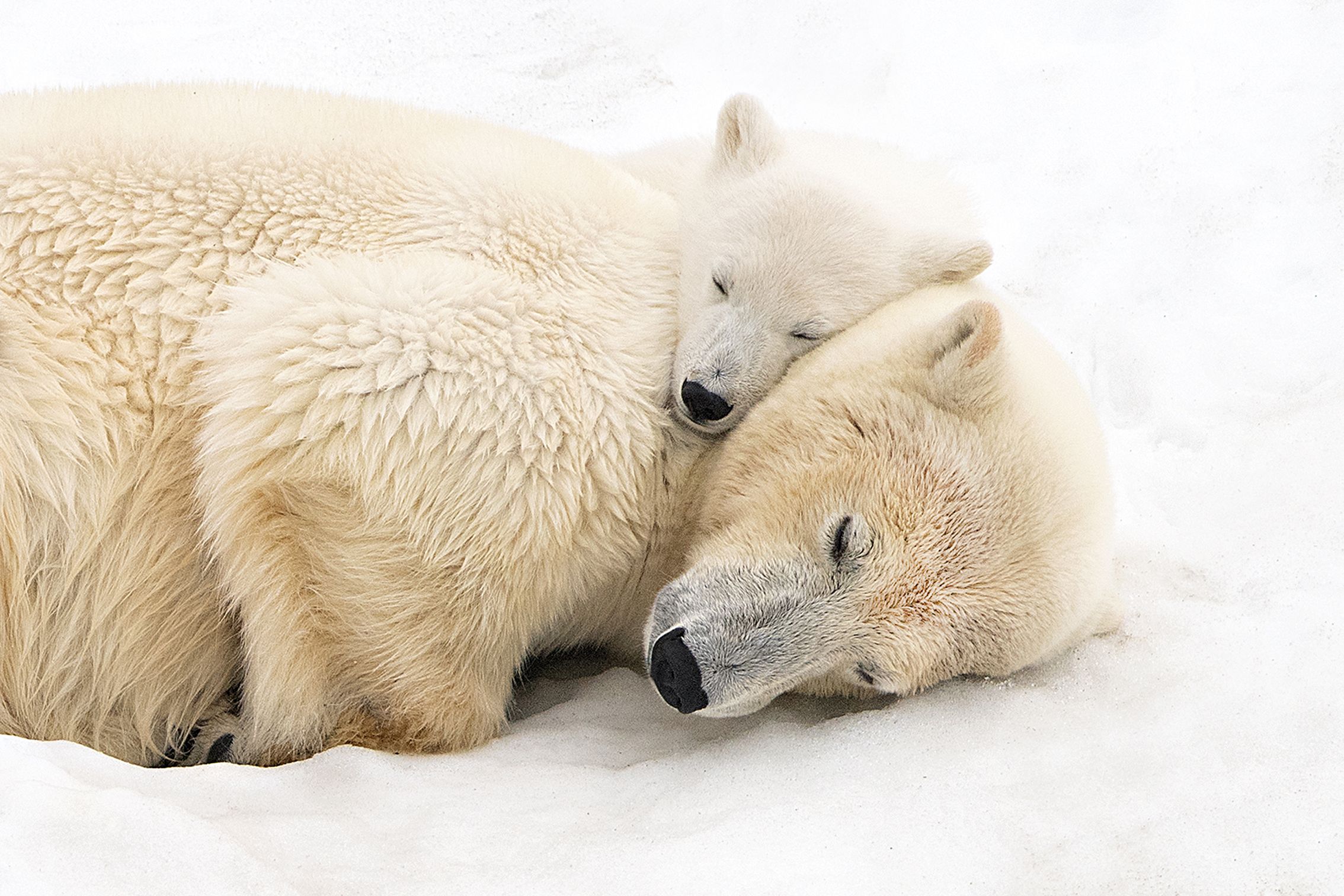 "No photograph is worth more than the life it portrays or the landscape it inhabits" – intimate arctic moment of mother and cub recognized in photo competition