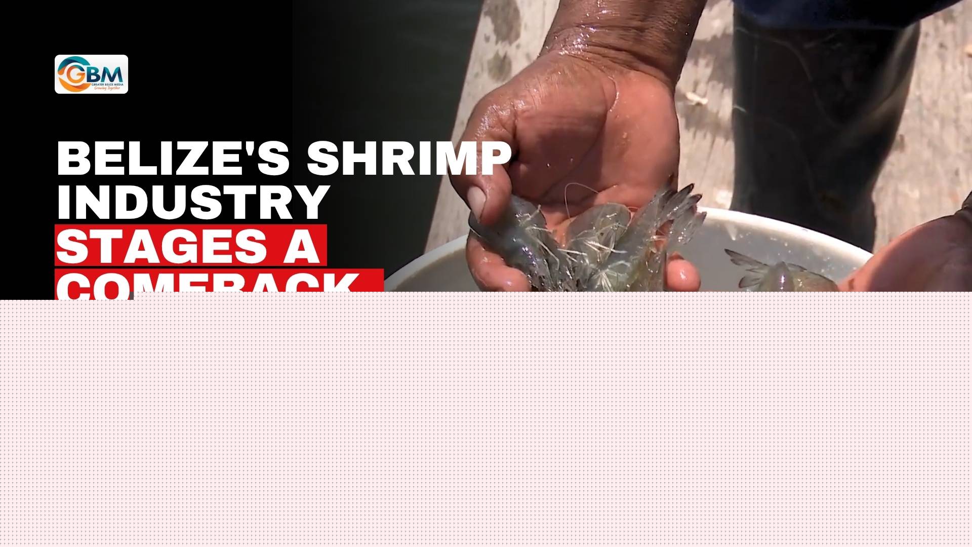 Belize’s Shrimp Industry Stages a Comeback, Cabinet Says