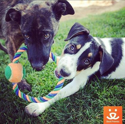 Episode #97 – Best Friends Animal Society, The Moths, Black Pus, Ether, Humane Society Of Utah