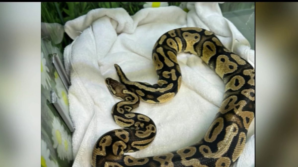 Pet python slithers its way to an In-N-Out in Monrovia