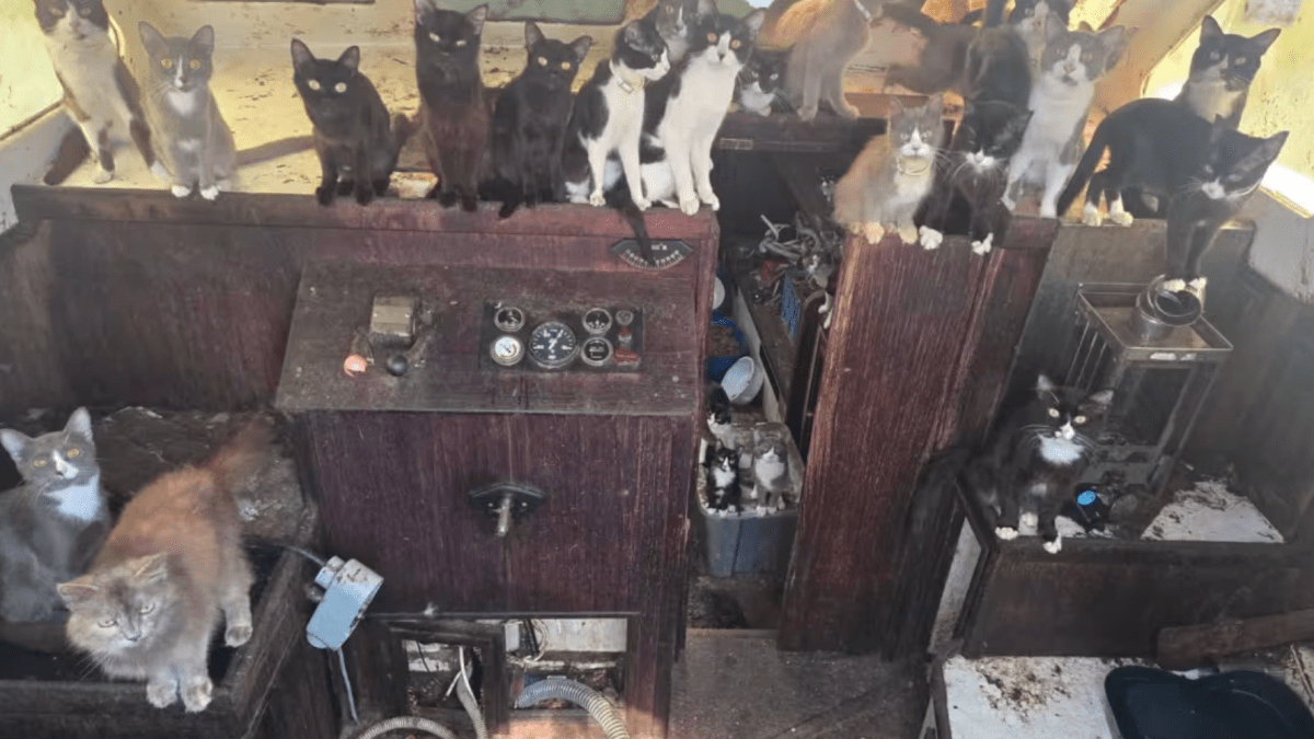 Police rescue dozens of cats found roaming around abandoned boat in Washington