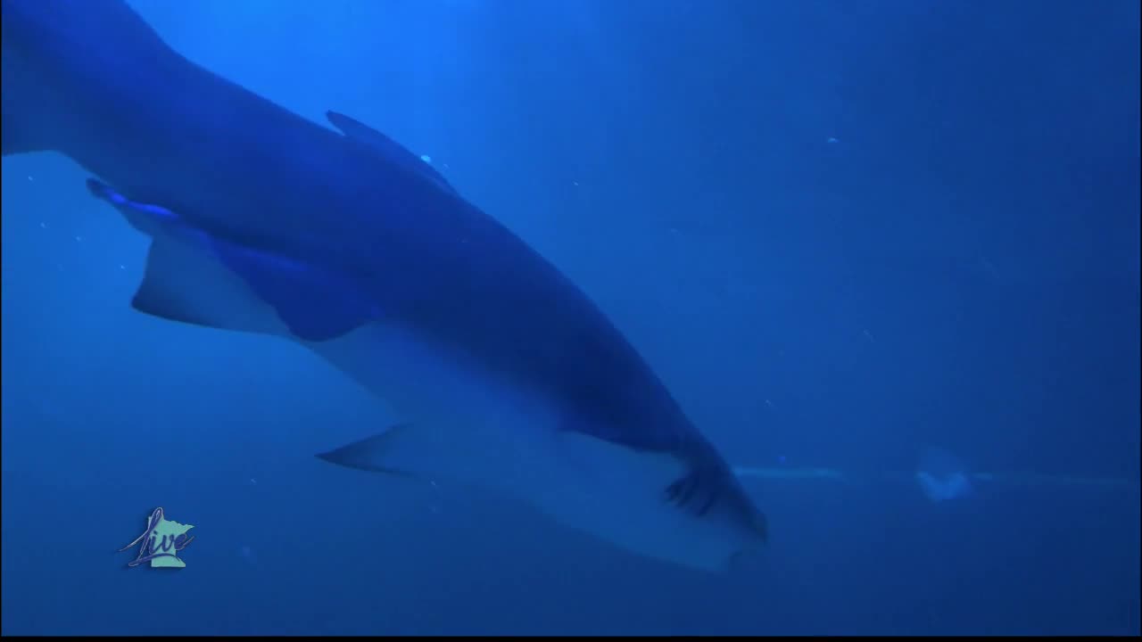 Sea Life Snorkel Program