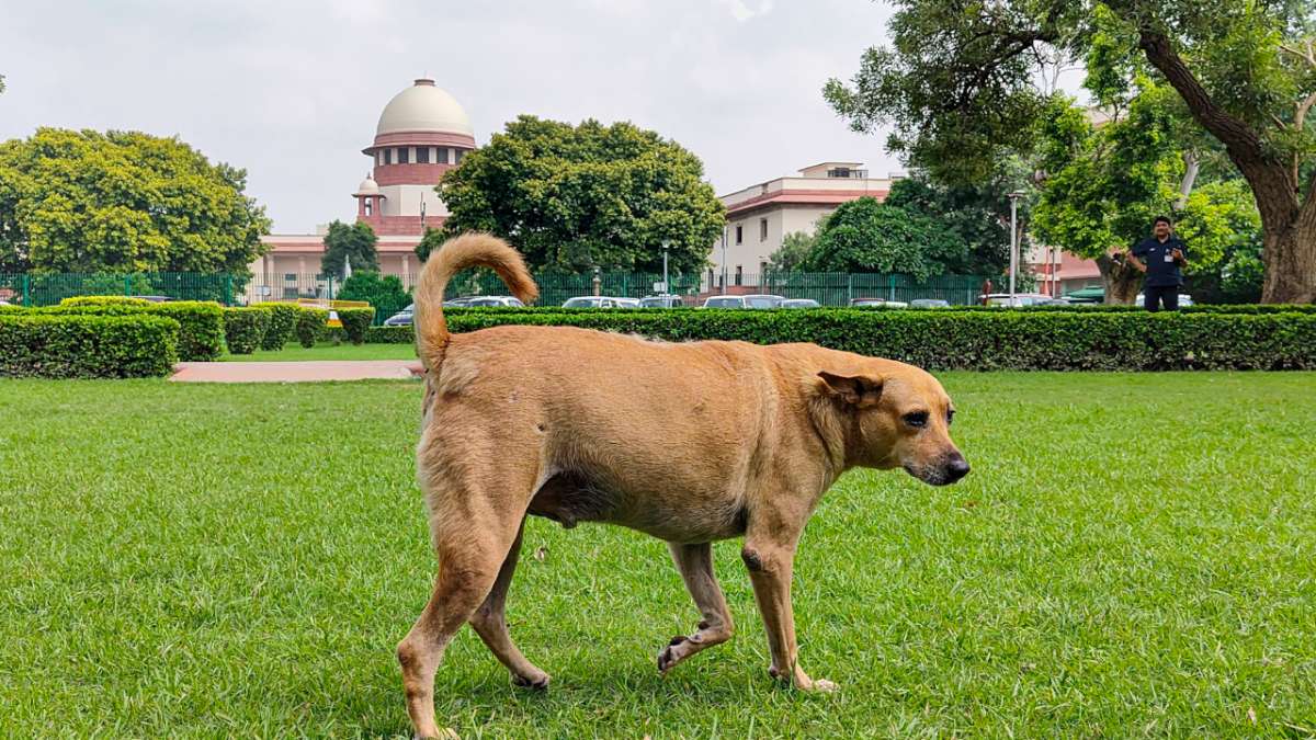 Stray dogs case: Supreme Court reserves verdict on pleas day after hearing arguments from all states