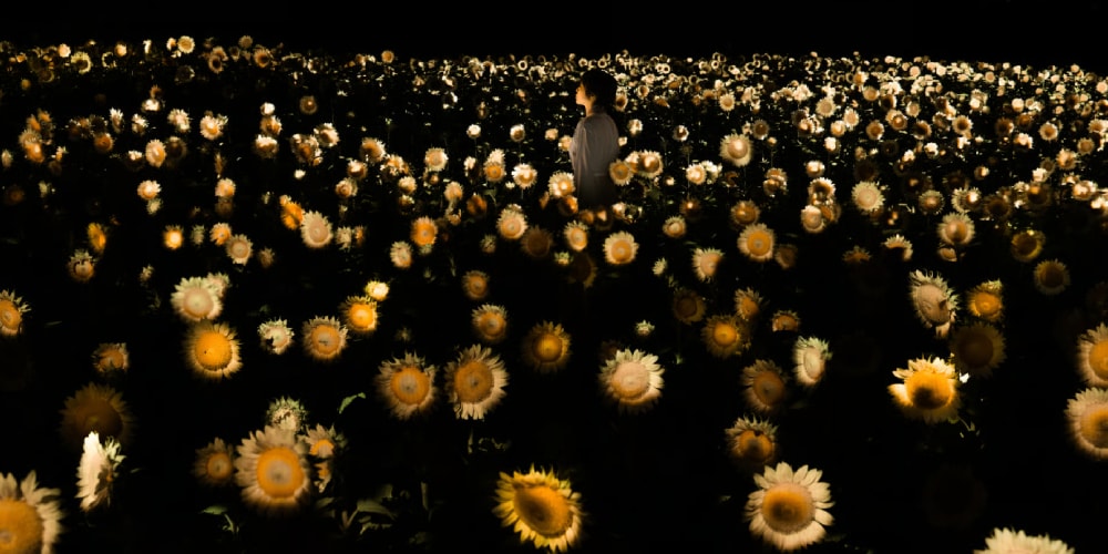 teamLab Transforms Osaka's Sunflowers Into an Interactive Ecosystem