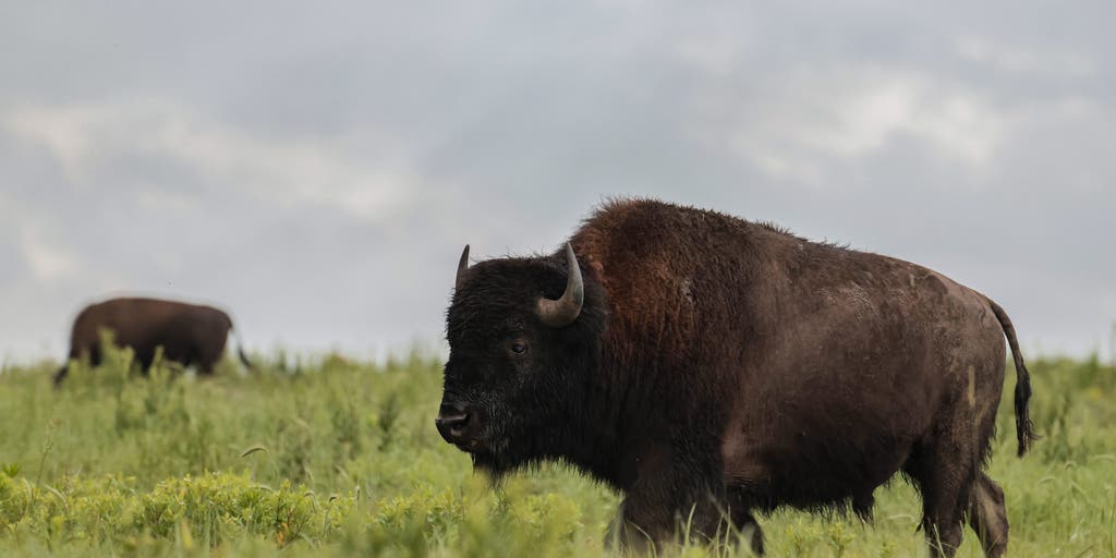 Bison mating season is underway, and it's best to give them space