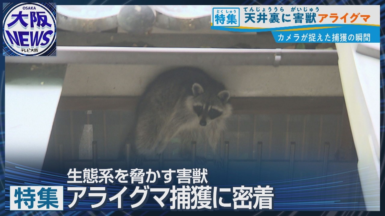 Raccoon Damage Surges Across Japan