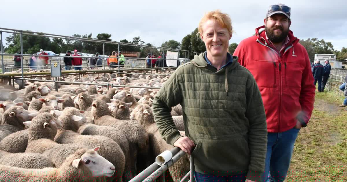 First lamb sale at Murray Bridge starts strong with plenty of numbers to come