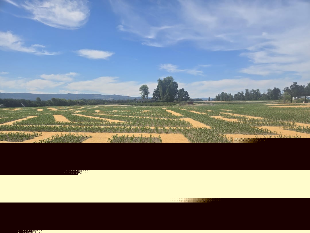 Mildly Interesting - The start of a corn maze