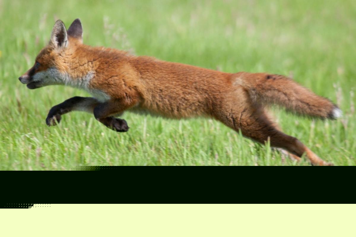 Aggressive Fox Attacks Multiple People in Upstate New York