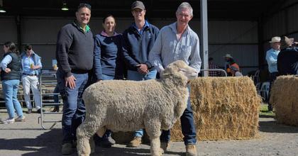 Hard-to-fault ram secures top price at the 2025 Demondrille Merino ram sale