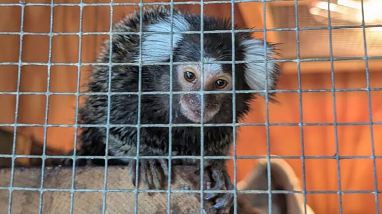 Monkey found abandoned in laundry bag on bus