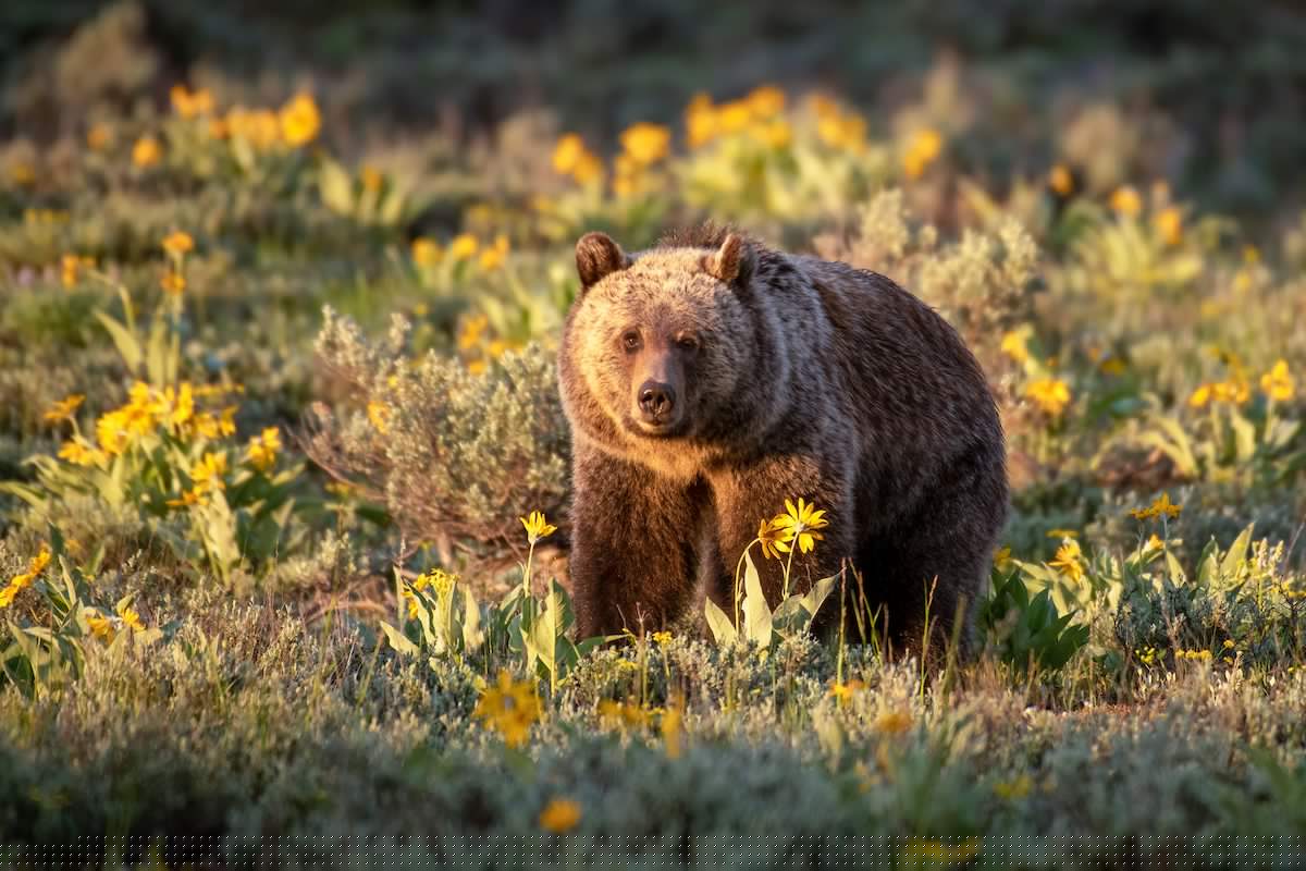 New grizzly rule promises state control. What does it actually do?