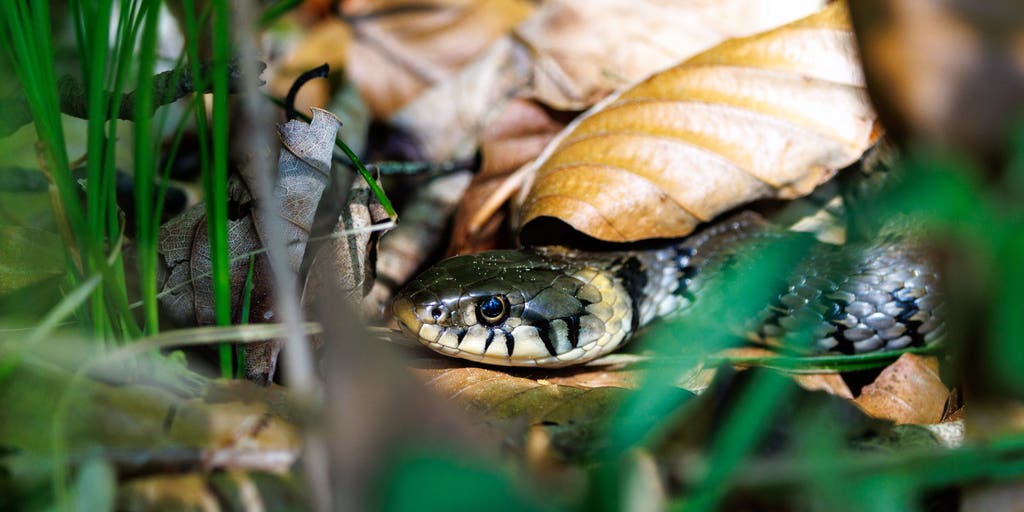 Rare, well-preserved snake fossil offers new insight into millions of years of evolution