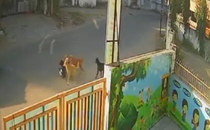 Pack of stray dogs attacks school-going child in Vadodara; CCTV footage goes viral