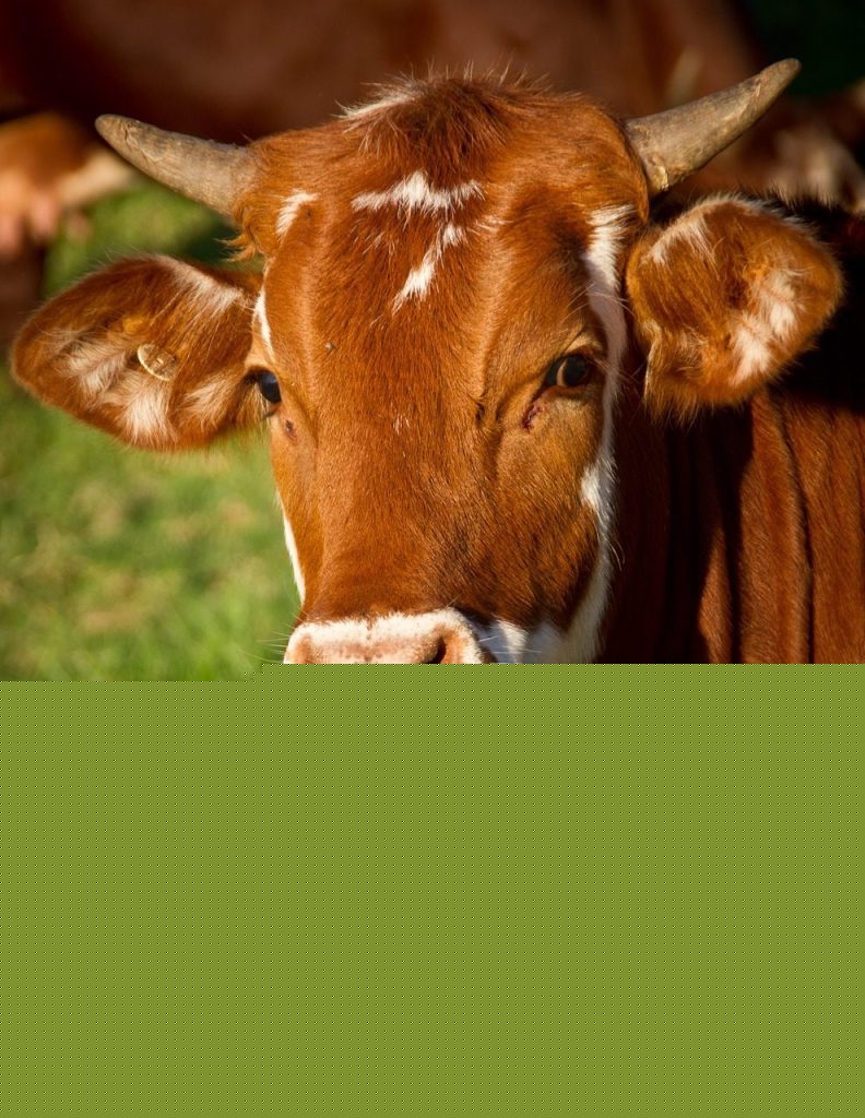 U.S. beef export value climbs to $790M in June
