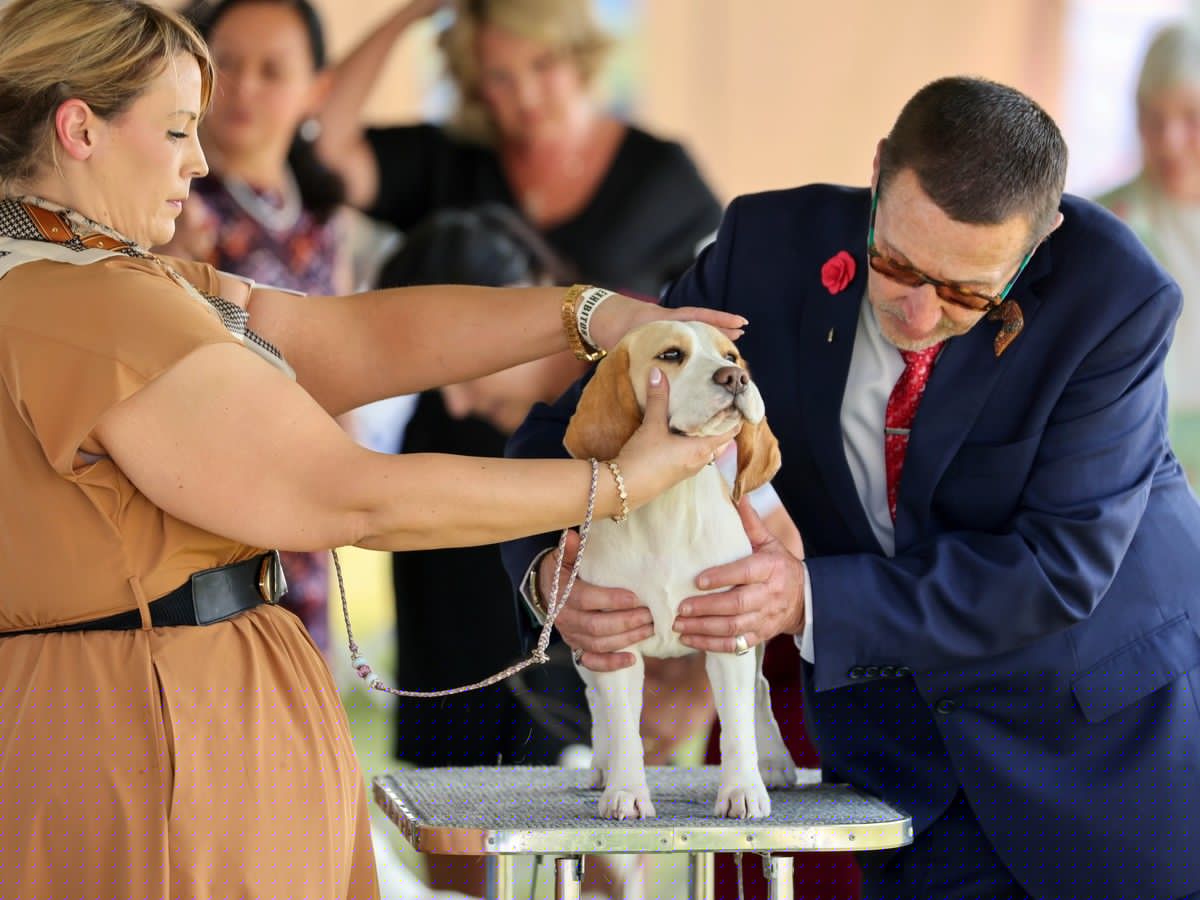 Canada's largest outdoor dog show held in Okotoks this weekend