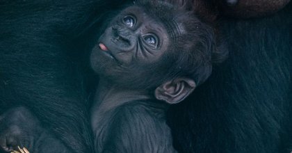 First photos of adorable new baby gorilla born at Kent wild animal park