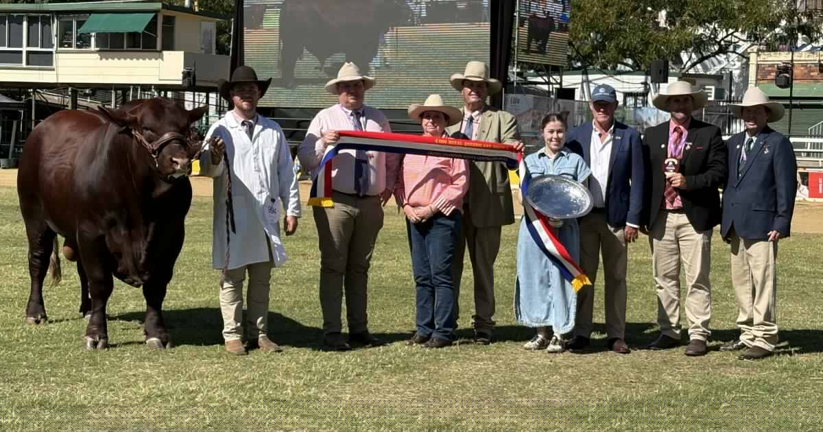 Progeny of record-breaking Santa bull claims top gong in Santa Gertrudis ring