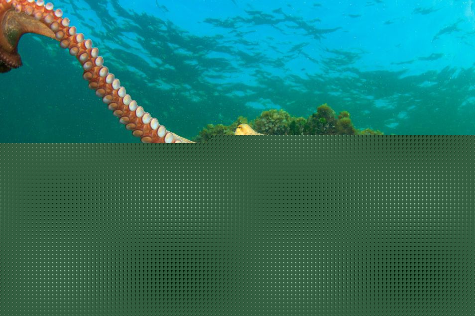 Incredible Invertebrates: From adaptations to discoveries
