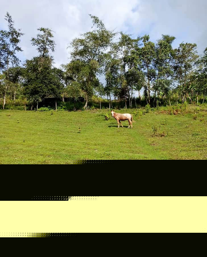 A Horse in Campo Elias, Trujillo, Venezuela – Photo of the Day