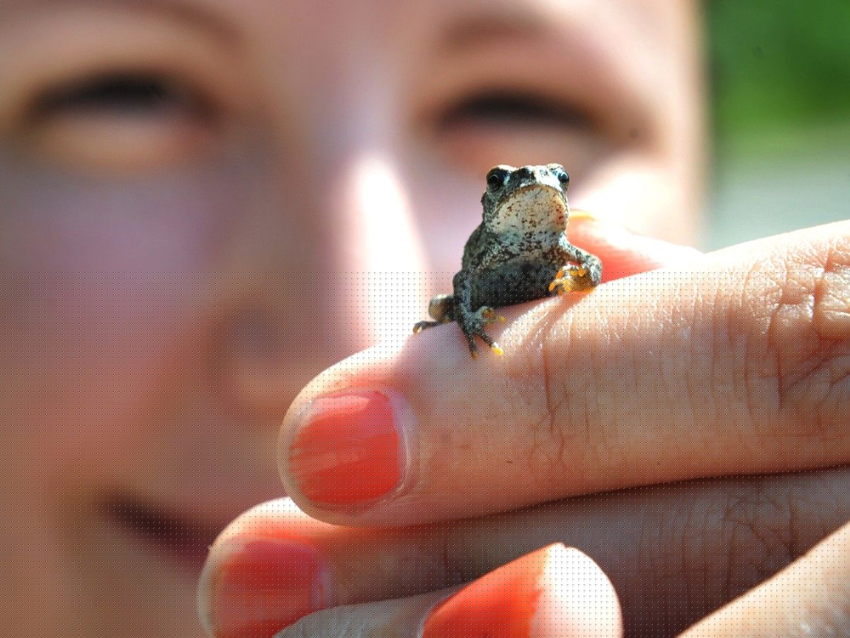 Drivers asked to detour to save tiny toadlets on roads near popular Chilliwack trail