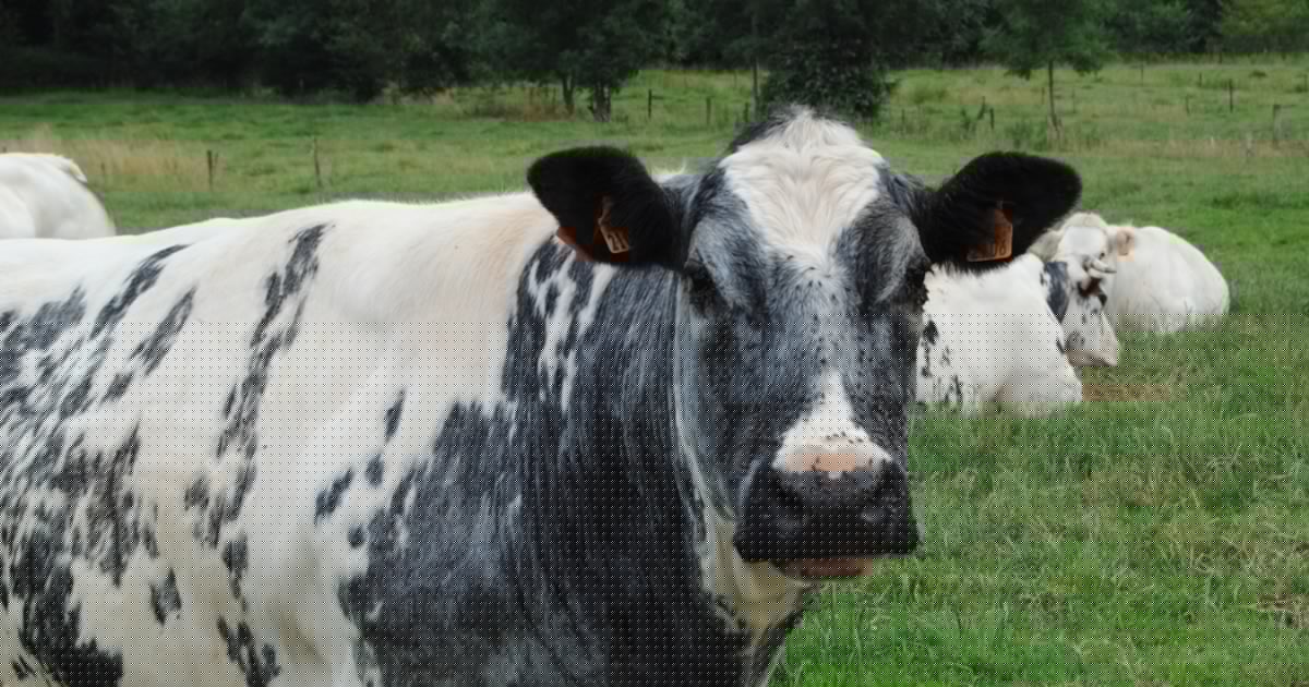8 vaches s’échappent de leur prairie à Grâce-Hollogne et se retrouvent sur l’autoroute