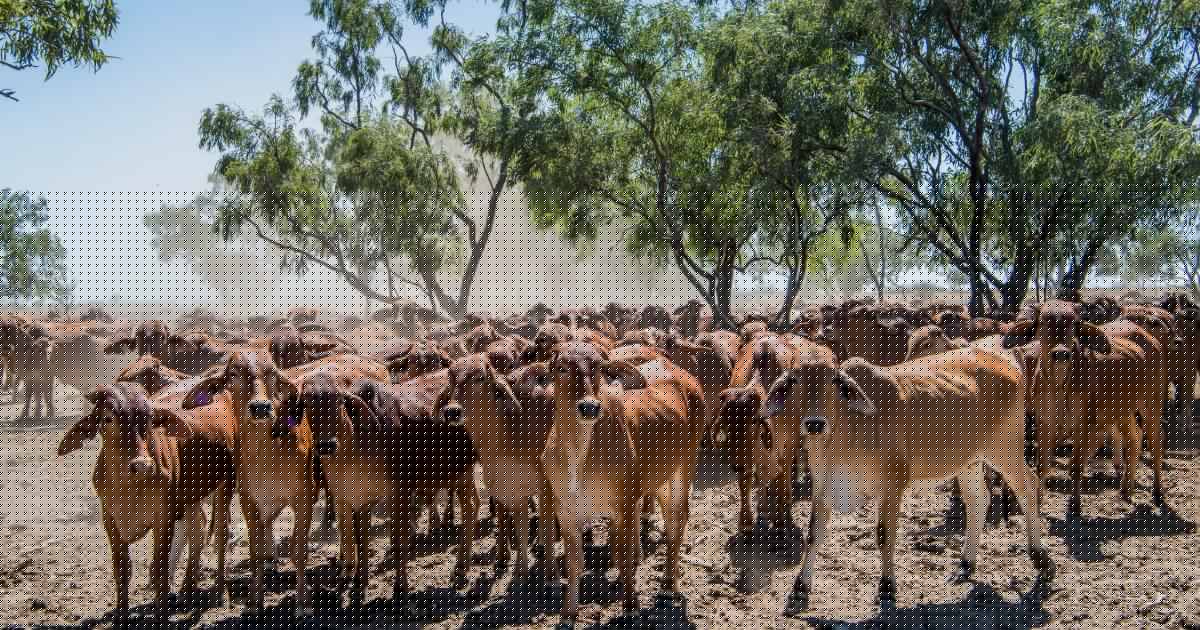 Beef exports reshuffled: Japan, South Korea climb as China demand slows