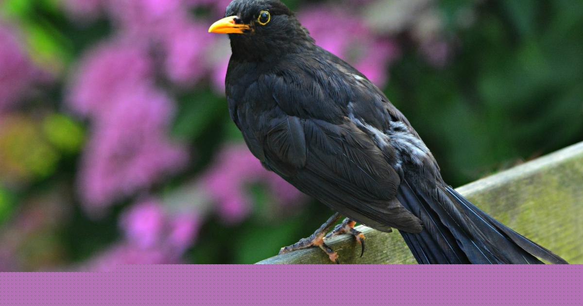 Bird rescued 15 years ago found alive and well nearly 500km away