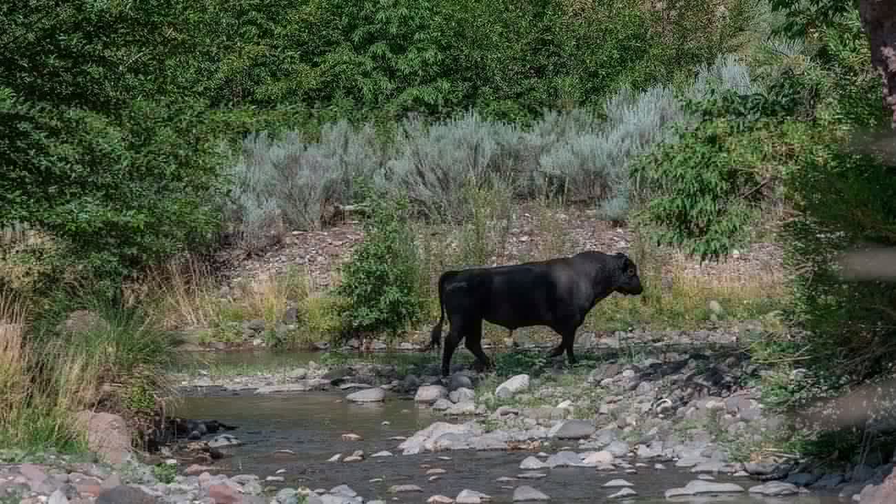 Conservation groups sue Trump administration over livestock grazing in Arizona