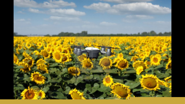 A Gift in a Sunflower Field: The Drone That Hit Bulgaria
