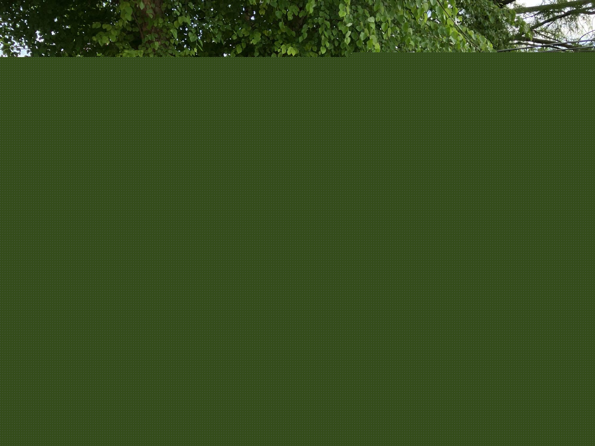 Mehlville Garden Club presents Yard of the Month