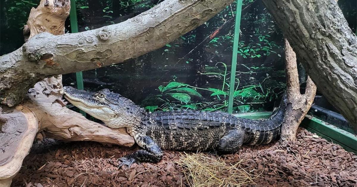Inside animal sanctuary's year of growth, conservation and community impact