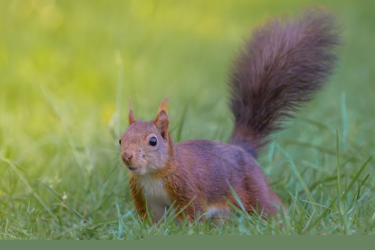 Fife’s biodiversity and nature celebrated in nature discovery week