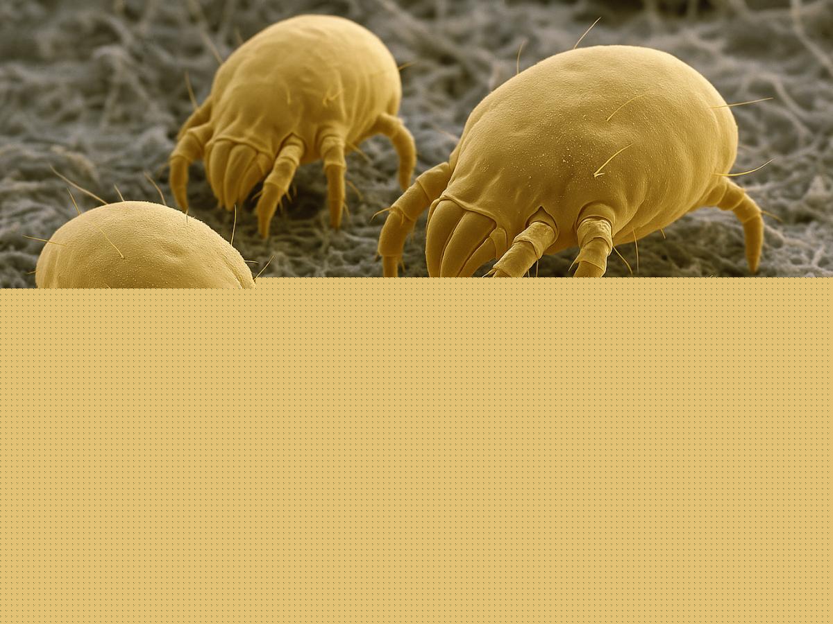 Dust Mites: Health Risks and Effective Home Remedies